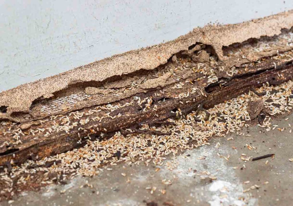 Serving homeowners across the region — including Woodland Hills, Calabasas, Encino, and beyond — All About Pest is here to help you stay protected this termite season.