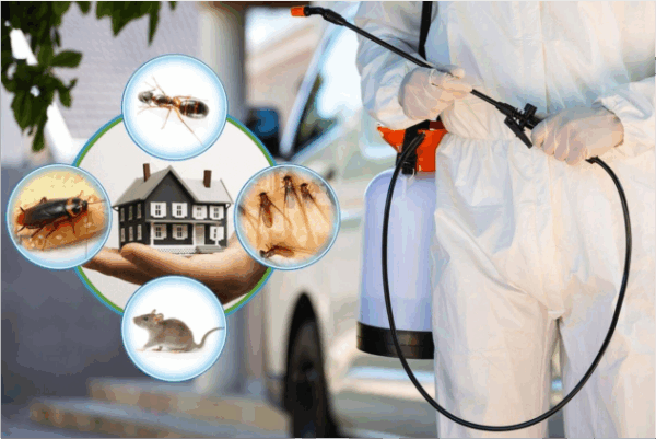 Professional Termite Inspection Beverly Hills During Spring Season